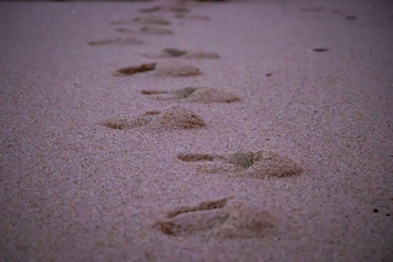 Fototapeta na wymiar Close-up of footsteps in the sand