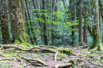 Jukai forest in Fuji Japan