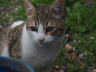  cat doing daily actions photographed up close