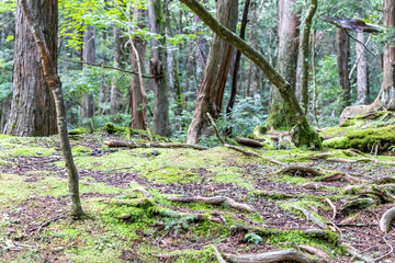 Jukai forest in Fuji Japan