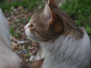 cat doing daily actions photographed up close