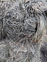 Beautiful field haystack rolls in autumn season. Haystacks harvest in fall landscape. Haystack rolls on gold agriculture field.