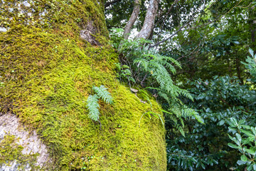 Jukai forest in Fuji Japan