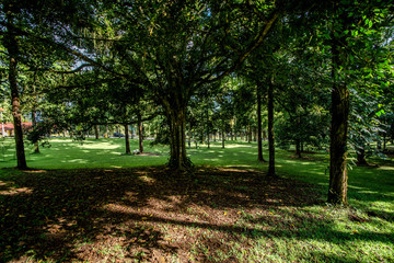 Naklejka premium A beautiful view of nature in Bali, Indonesia.