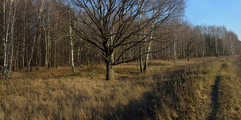 Autumn in the fields and forests. Beautiful panorama © Юрий Фатеев