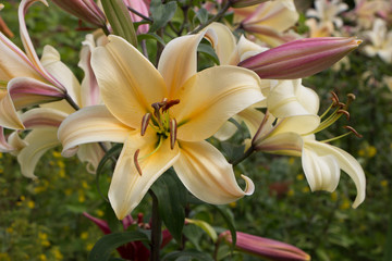 Flor de lis con tonos dorados © Carles