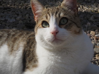  cat doing daily actions photographed up close