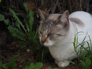  cat doing daily actions photographed up close