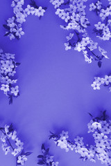 Spring or summer background.Pink flowering tree branches on the lilac background. Top view. Copy space. Location vertical.