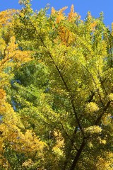 Fototapeta premium 秋の色つくイチョウ