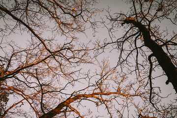 bare trees in autumn with view from below