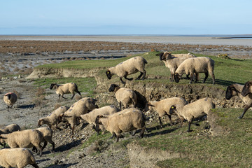 Le Mont Saint-Michel in Frankreich -Normandie