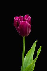 Close up of a beautiful purple tulip flower isolated on a black background