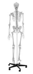 Artificial human skeleton model isolated on white