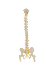Artificial human spine model isolated on white