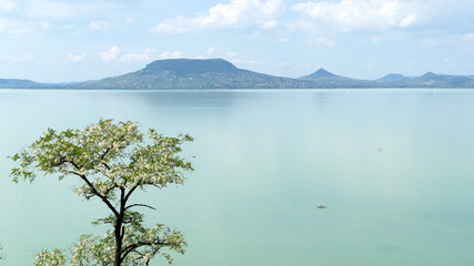 Blossoming acacia tree on the Balaton lakeside with hill Badacsony in the background