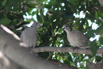 dove on a branch