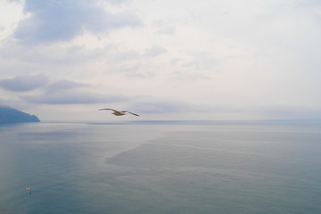 seagull flying over the sea