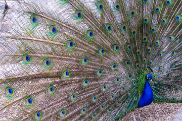 Indian male peacock. Peafowl with open tail, beautiful representative exemplar of peacock.