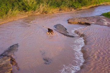 Grizzly brown bear catches salmon in river. Bear hunts spawning