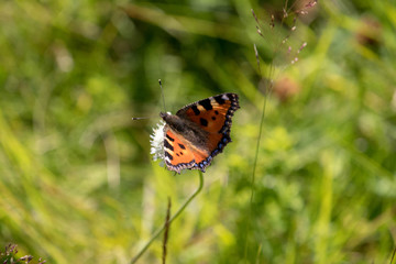 butterfly