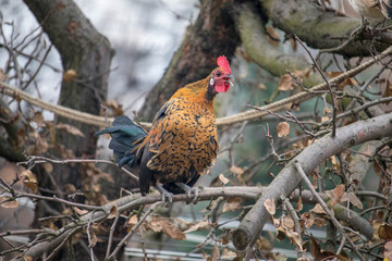 chicken