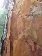 Tree Bark