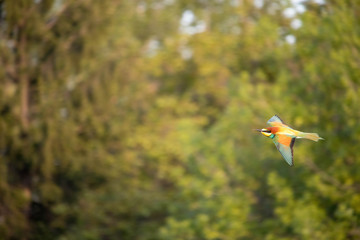 bee-eater