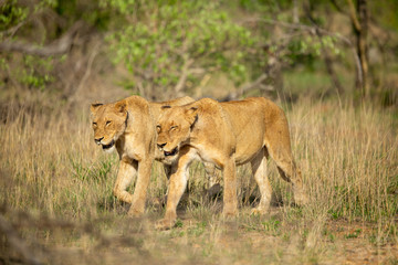 Fototapeta na wymiar Lion pride on the move and drinking water