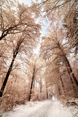 Sentier forestier enneigé pittoresque en hiver, tonalité de couleur agréable