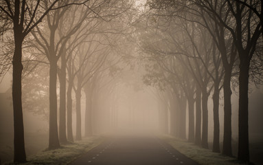 Misty Lane of Ash between agricultural lands in Achterberg, The Netherlands