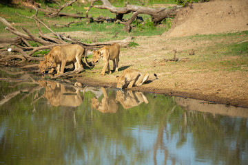Lion pride on the move and drinking water