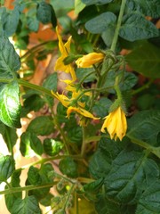 Tomato flowers and leaves in the garden