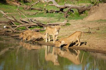 Lion pride on the move and drinking water