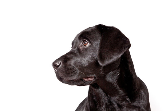 Dog breed black labrador puppy portrait isolated on white background
