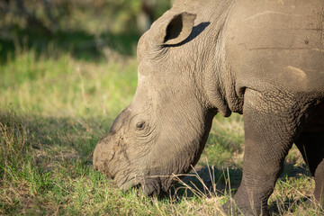 Obraz premium Dehorned Rhino bull