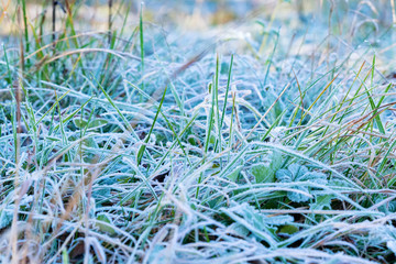 Close up green grass covered with early autumn frost