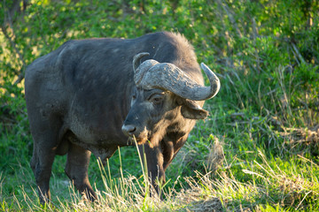 Fototapeta premium Cape buffalo bull in the setting sun