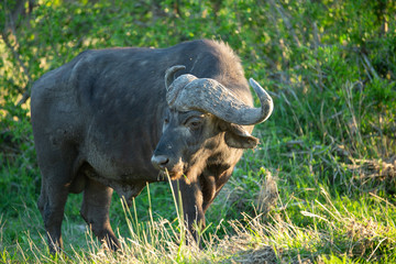 Cape buffalo bull in the setting sun
