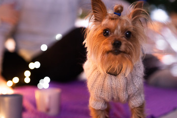 Yorkshire Terrier in a knitted sweater in a room with a Christmas decor on a lilac blanket