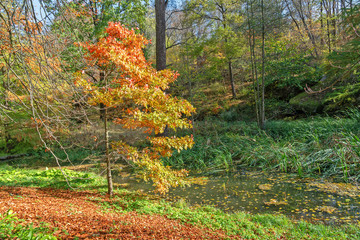 Yellow trees autumn landscape, Sofievka park, Uman, Ukraine