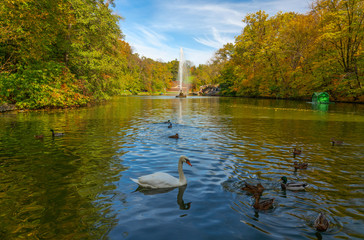 Fototapeta premium Autumn landscape view with swan and ducks on the lake, fountain and yellow trees, Sofievka park, Uman, Ukraine