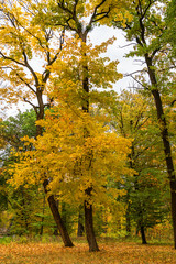 Fototapeta na wymiar Yellow trees autumn landscape, Sofievka park, Uman, Ukraine