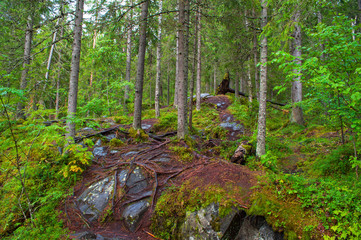 Fallen tree in forest
