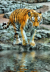 Fototapeta na wymiar Large Bengal tiger walking