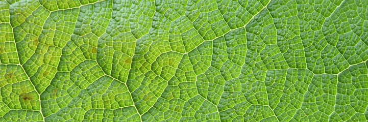 texture of green leaf