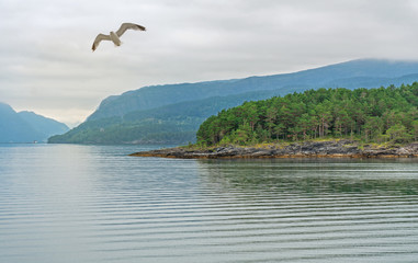 Norwegian fjords landscape sea mountain view with flying seagull, Norway.