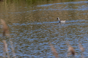 Bar-tailed Godwit (Limosa lapponica)