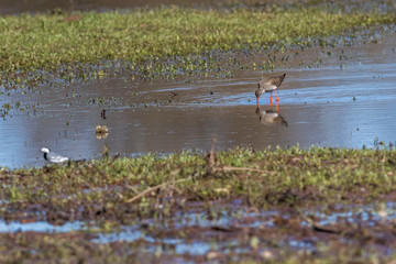 Common Redshank (Tringa totanus)