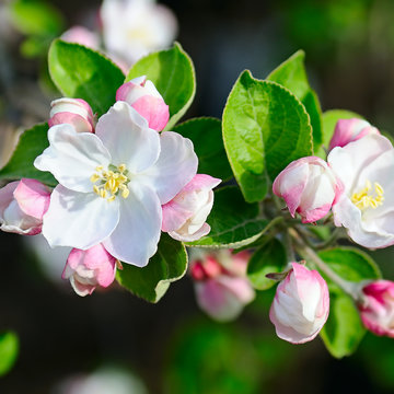Flowers of an apple tree. Shallow depth of field.